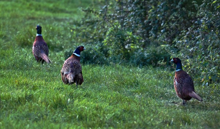 Photo (21): Ring-necked Pheasant