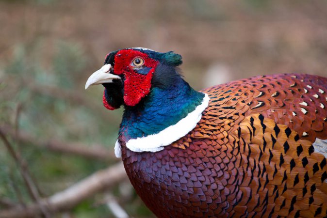 Photo (11): Ring-necked Pheasant