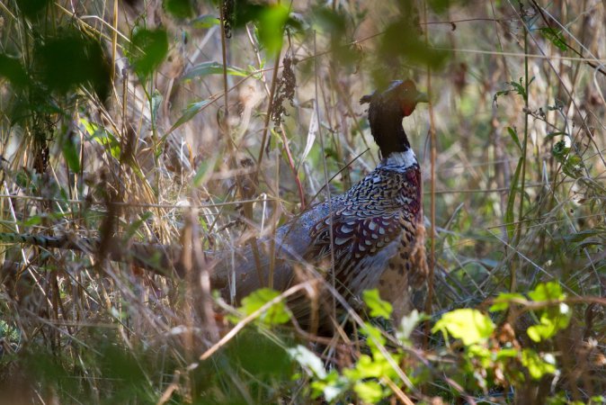 Photo (24): Ring-necked Pheasant