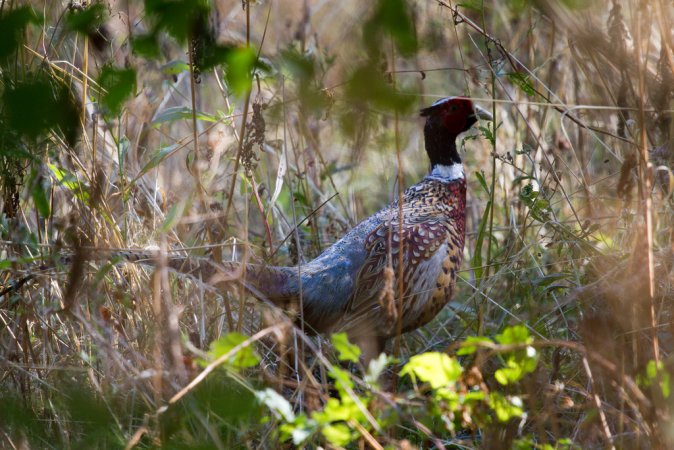 Photo (22): Ring-necked Pheasant