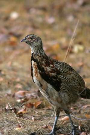 Photo (10): Ring-necked Pheasant