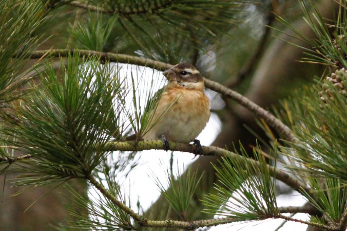 Photo (15): Rose-breasted Grosbeak