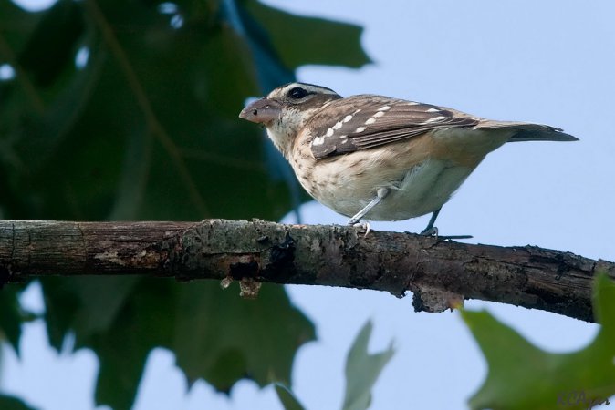 Photo (8): Rose-breasted Grosbeak