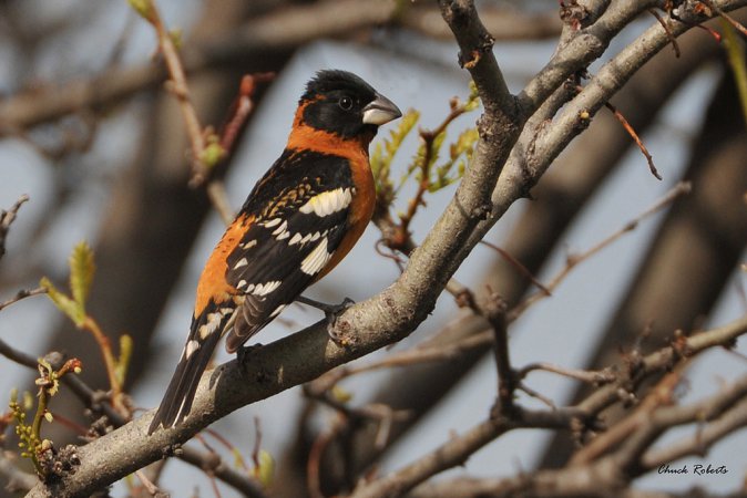 Photo (1): Black-headed Grosbeak