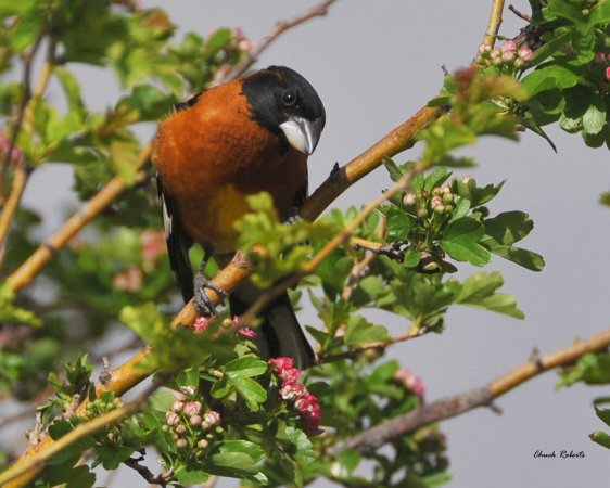 Photo (15): Black-headed Grosbeak