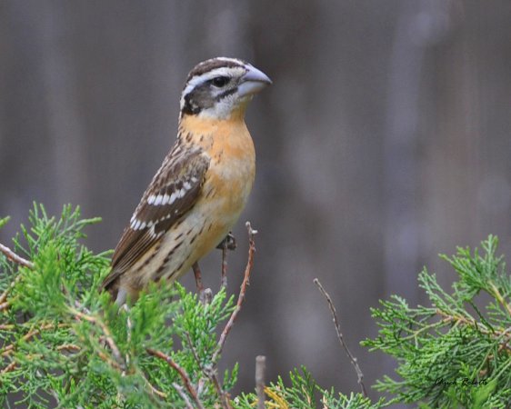 Photo (4): Black-headed Grosbeak