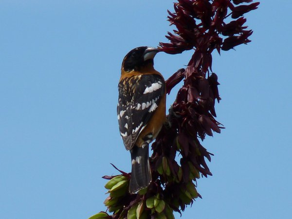 Photo (18): Black-headed Grosbeak