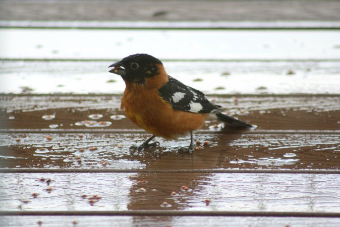 Photo (20): Black-headed Grosbeak