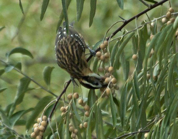 Photo (25): Black-headed Grosbeak