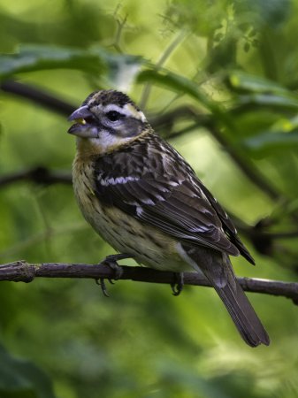 Photo (12): Black-headed Grosbeak