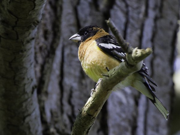 Photo (10): Black-headed Grosbeak