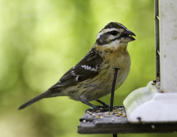 Photo (6): Black-headed Grosbeak