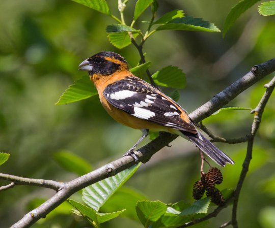Photo (7): Black-headed Grosbeak