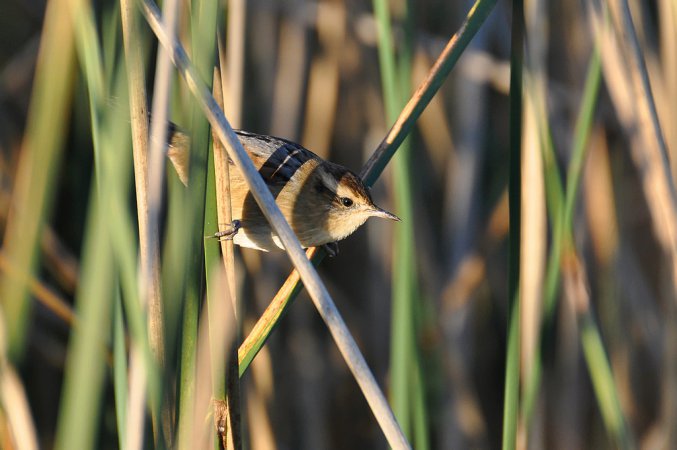 Photo (2): Wren-like Rushbird