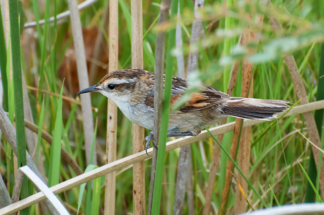 Photo (3): Wren-like Rushbird