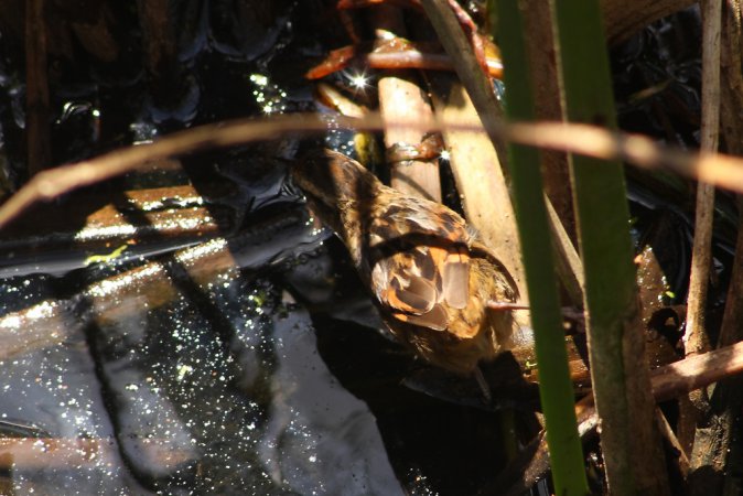 Photo (1): Wren-like Rushbird