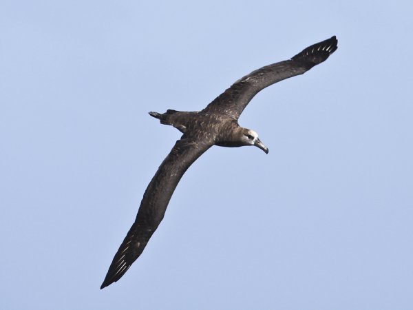Photo (2): Black-footed Albatross