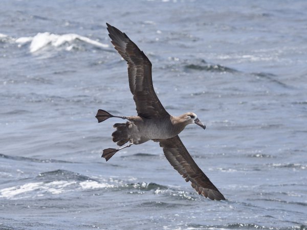Photo (7): Black-footed Albatross