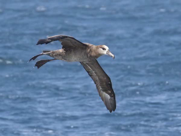 Photo (14): Black-footed Albatross