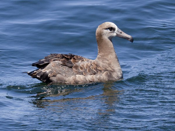 Photo (1): Black-footed Albatross