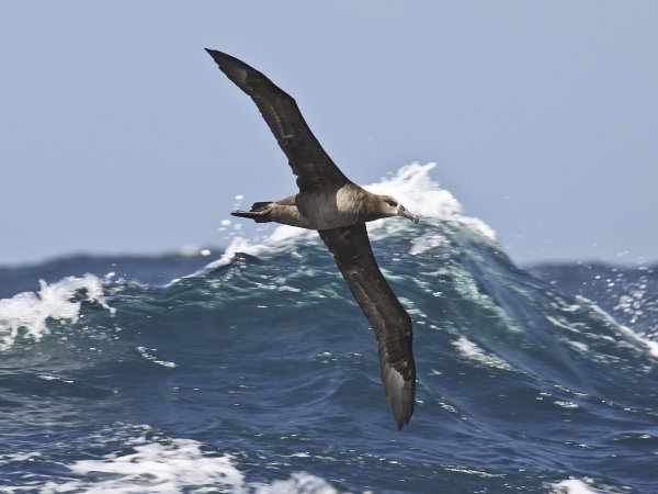 Photo (5): Black-footed Albatross