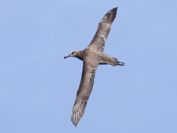 Photo (4): Black-footed Albatross