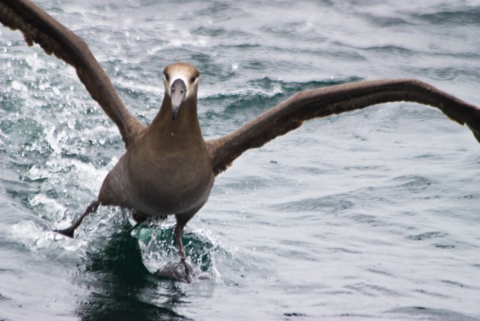 Photo (10): Black-footed Albatross