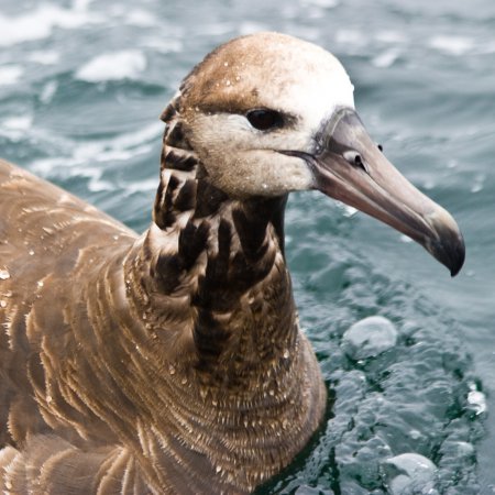 Photo (6): Black-footed Albatross