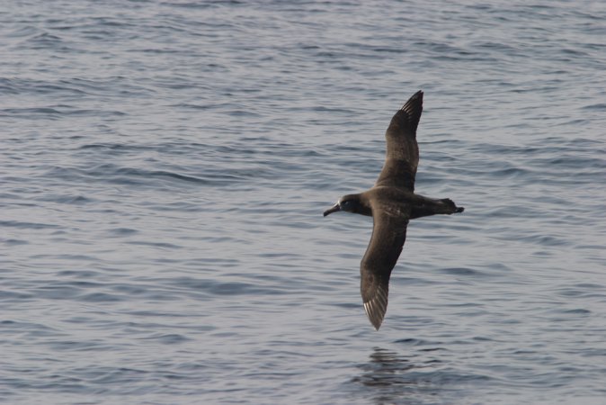 Photo (11): Black-footed Albatross