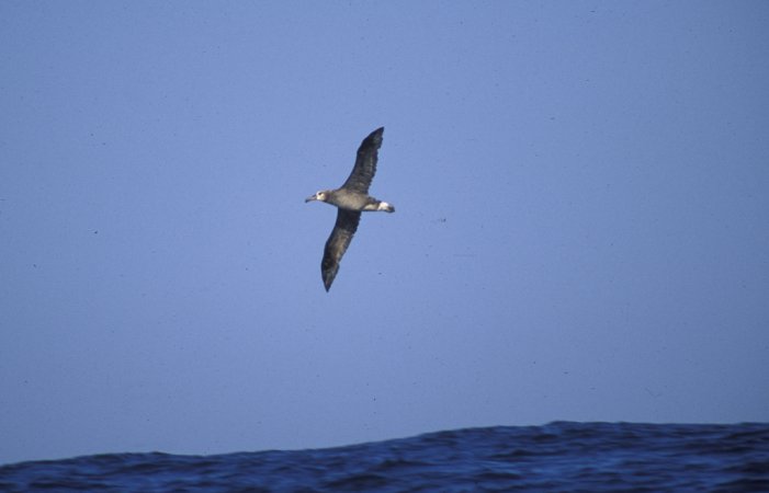 Photo (9): Black-footed Albatross