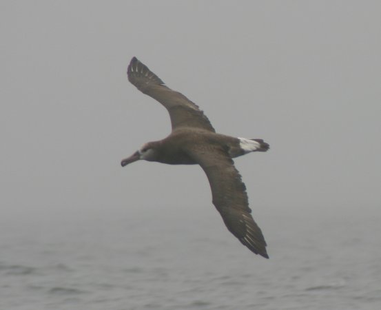 Photo (15): Black-footed Albatross