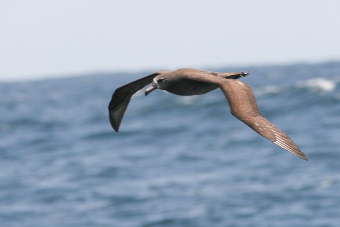 Photo (13): Black-footed Albatross