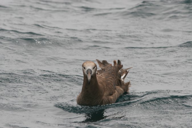 Photo (8): Black-footed Albatross