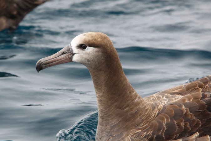 Photo (3): Black-footed Albatross