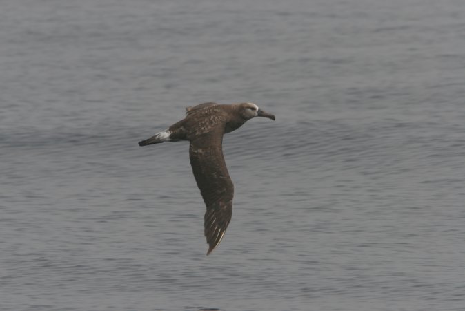 Photo (12): Black-footed Albatross