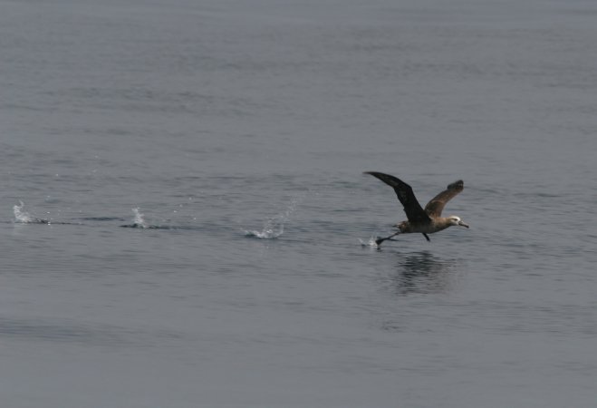 Photo (16): Black-footed Albatross