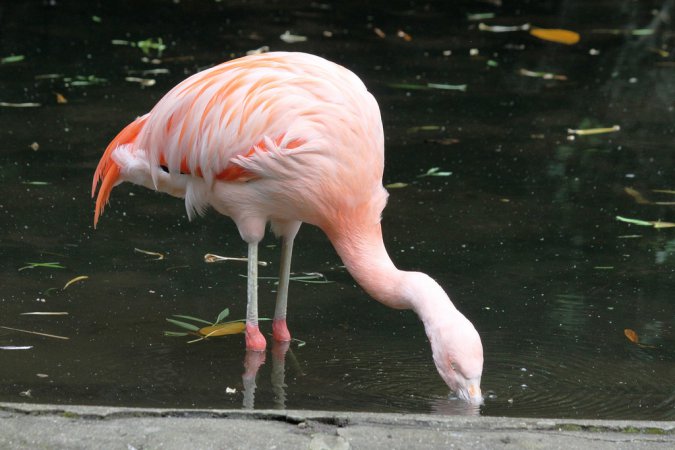 Photo (11): Chilean Flamingo