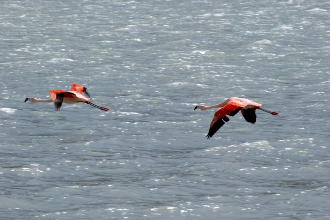 Photo (2): Chilean Flamingo