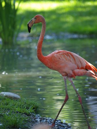 Photo (15): Chilean Flamingo