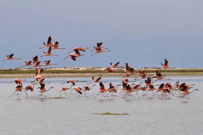 Photo (3): Chilean Flamingo