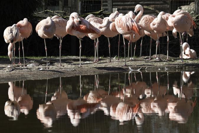 Photo (12): Chilean Flamingo