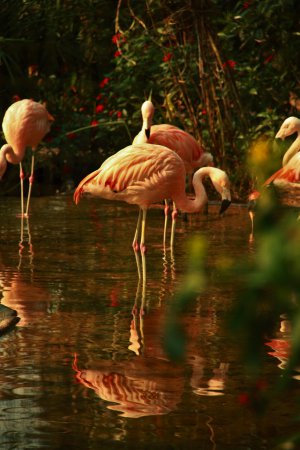 Photo (8): Chilean Flamingo