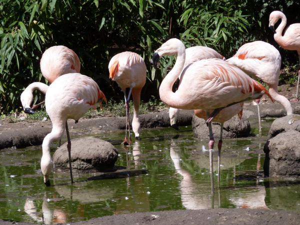 Photo (13): Chilean Flamingo