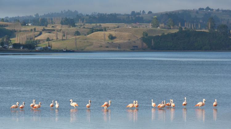 Photo (9): Chilean Flamingo