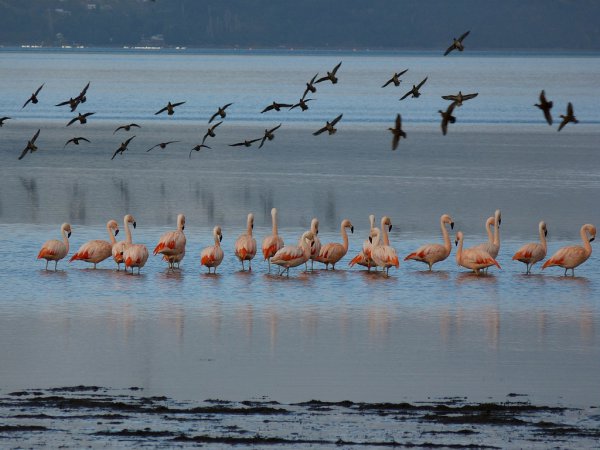 Photo (6): Chilean Flamingo