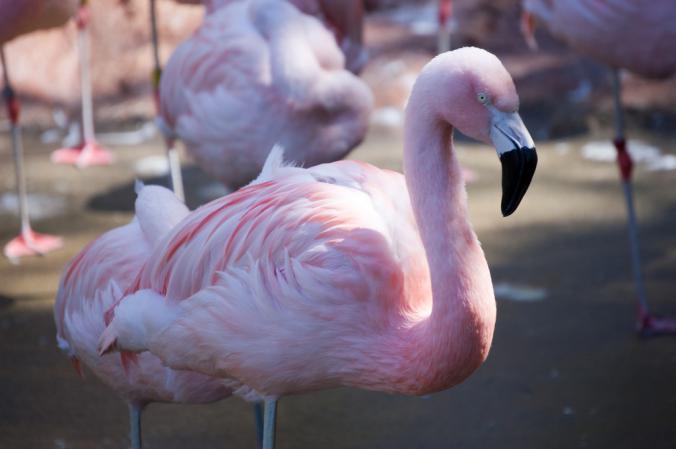 Photo (1): Chilean Flamingo