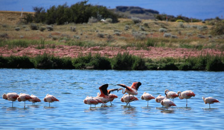 Photo (7): Chilean Flamingo