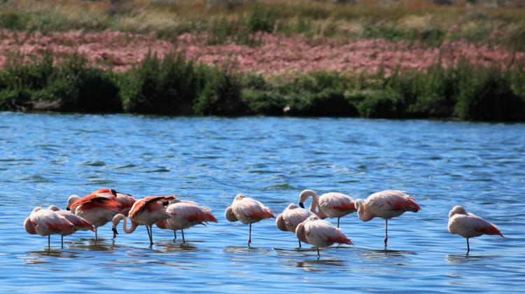 Photo (14): Chilean Flamingo
