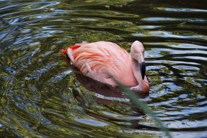 Photo (10): Chilean Flamingo