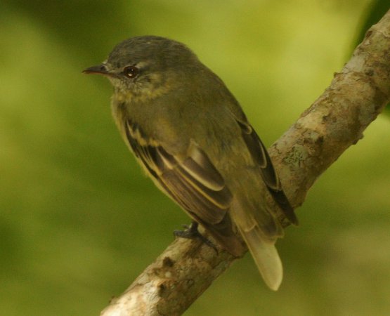 Photo (1): Rough-legged Tyrannulet
